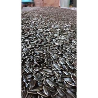 500G hạt hướng dương