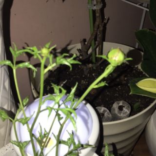 CỦ HOA MẪU ĐƠN (theo size) - 1 Củ