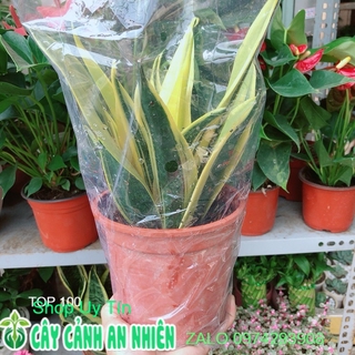 Lưỡi Hổ Hoàng Kim