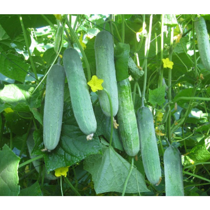 Hạt giống dưa leo F1 siêu quả TN789 gói lớn hơn 300 hạt