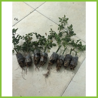 Combo 10 cây hoa hồng tỉ muội siêu bông -bansilehatgiongraumam
