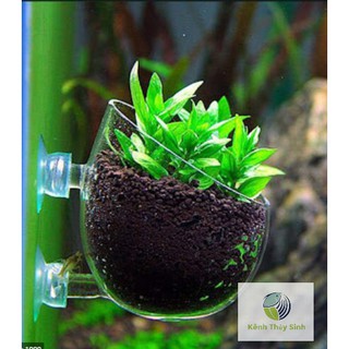 Cốc trồng thủy sinh di động