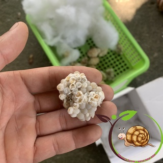 Khay Trứng Ốc Nhồi /Thaovi.farm