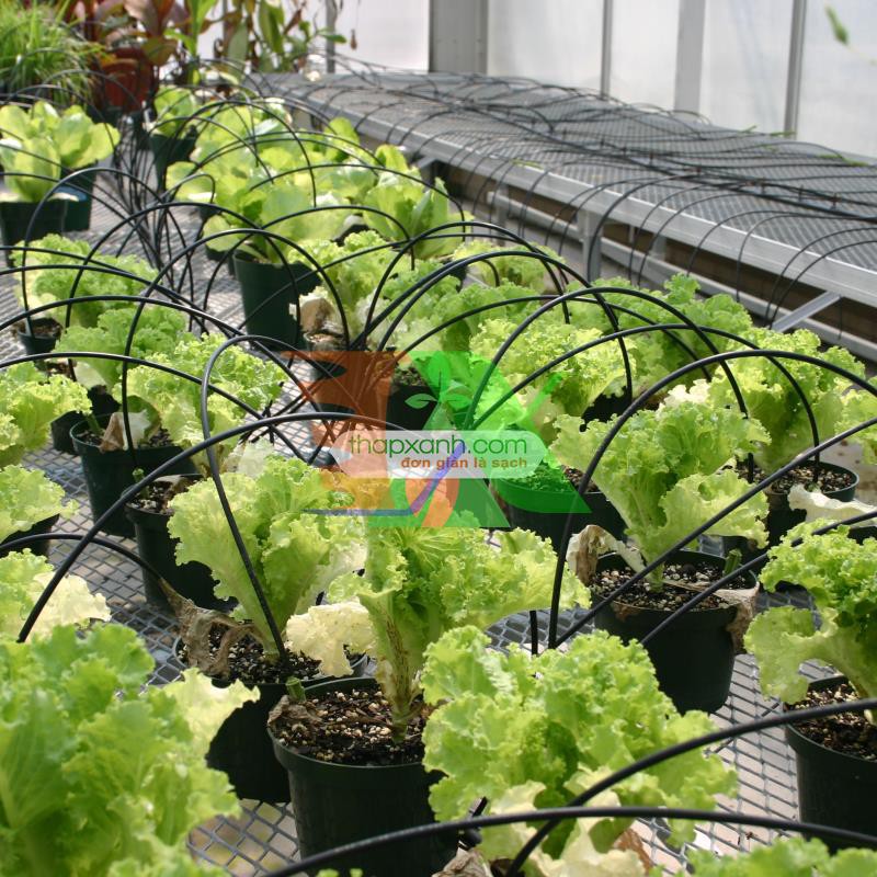 Bộ 10 que cắm tưới nhỏ giọt kèm dây và khởi thủy, Capinet tưới nhỏ giọt bù áp hình mũi tên