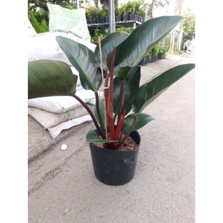 Trầu bà đế vương đỏ