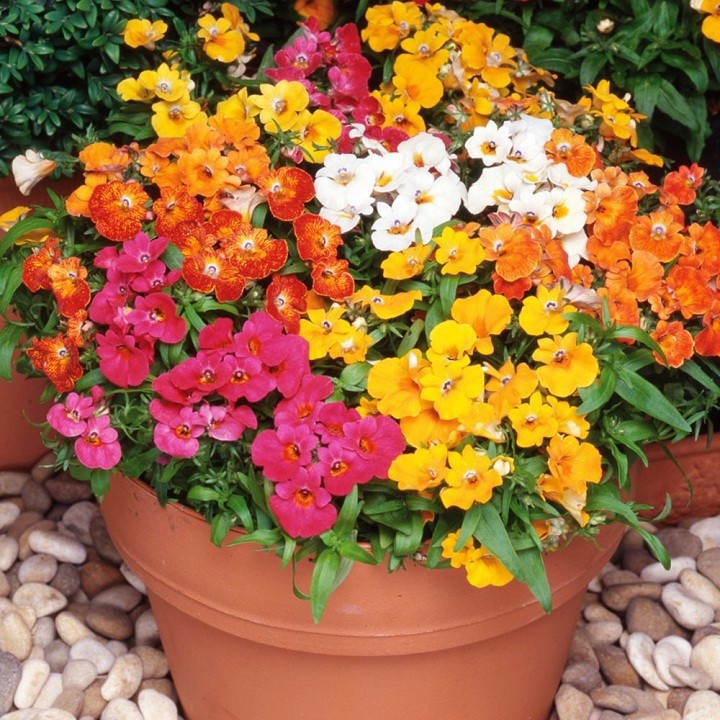 Hạt giống hoa Cúc Nemesia Mix 100 Hạt