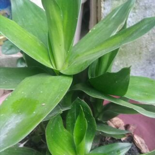 Phát tài búp sen