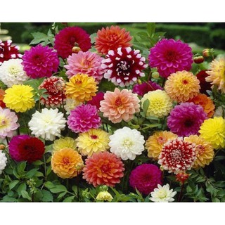 Hạt giống Hoa Thược Dược Nhiều Màu