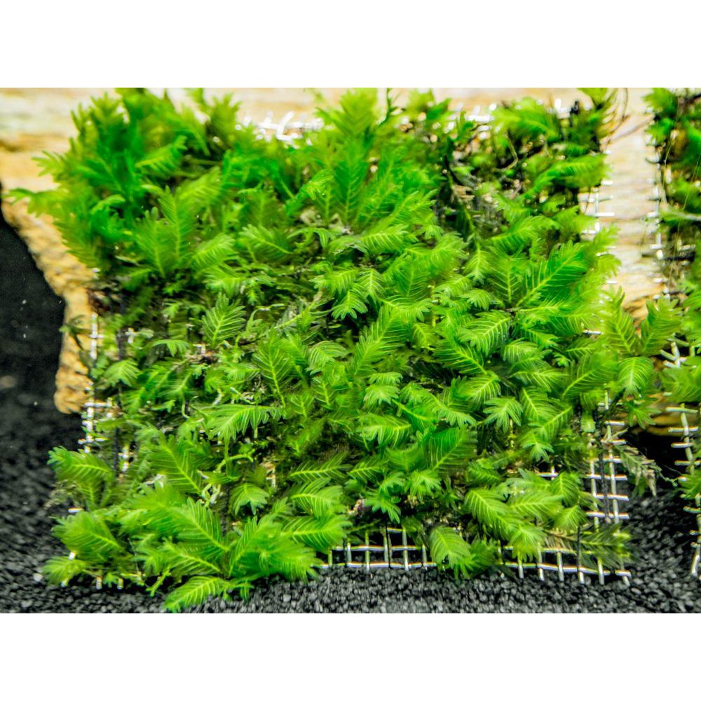 Vĩ buộc rêu inox