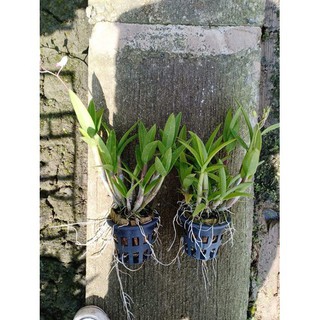 Hoa lan DENRO THAI LAN YAYA mini chậu size nhỏ hoa quanh năm, hàng nhập THÁI LAN - DENROTHAI111