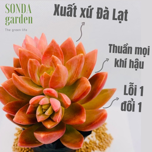 Sen đá đá đỏ SONDA GARDEN size bé 5-8cm, xuất xứ Đà Lạt, khoẻ đẹp, lỗi 1 đổi 1