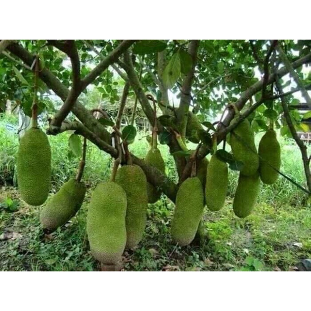 Cây giống mít trái dài Malaysia