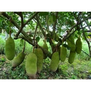 Cây giống mít trái dài Malaysia