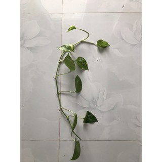 Trầu bà đốm