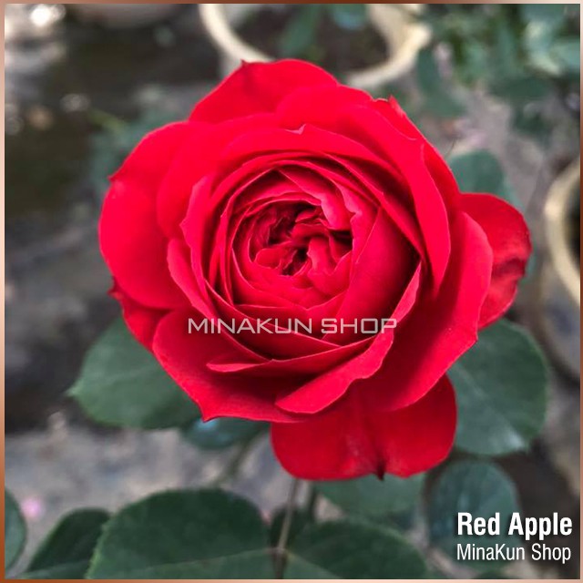 Hoa hồng ngoại Red Apple Rose - MinaKun Shop