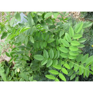 HẠT GIỐNG BỒ NGÓT - 1 gram/ gói