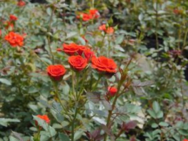 Hoa hồng tỷ muội-cây bầu đất