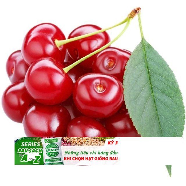 Hạt giống Anh đào (Cherry) (5 hạt) ĐẾN MÙA TRỒNG TẾT