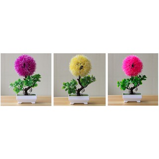 Combo 3 chậu hoa tú cầu trang trí