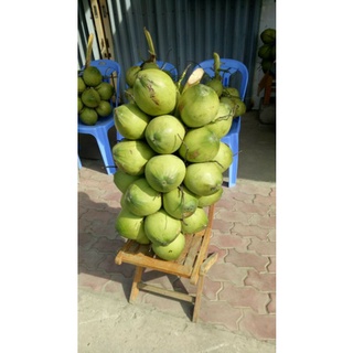 DỪA TƯƠI NGUYÊN TRÁI - DỪA TA