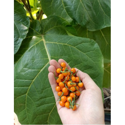 - Túi 10 trái ớt Peru Aji Charapita - Ớt Peru Aji Charapita vị cay giàu dinh dưỡng -UtNho