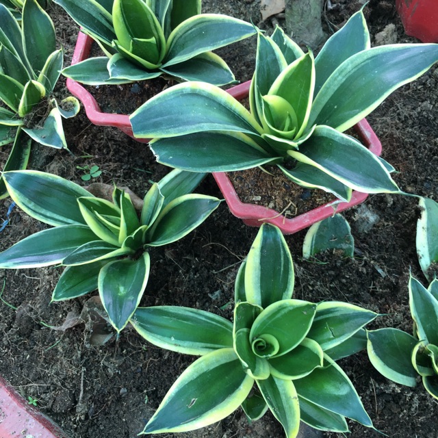 Cây lưỡi hổ thái