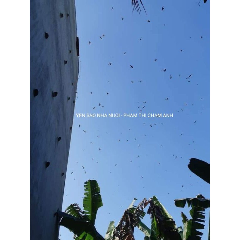 YẾN SÀO NHÀ NUÔI - set chia sẵn | BigBuy360 - bigbuy360.vn