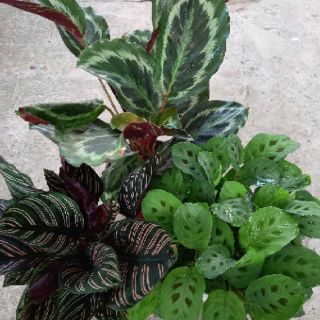 🍀🍃03 cây đuôi công🍀🍃
