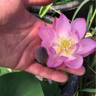 HG3b 10Hạt Giống Hoa Sen Nhật Mini 10 màu