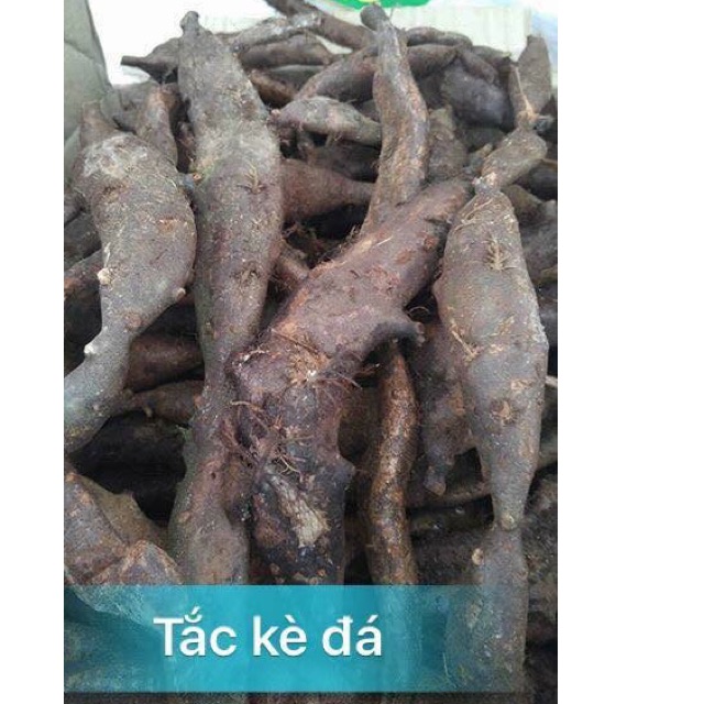 TẮC KÈ ĐÁ(thằn lằn đá 1kg)