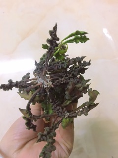 Cây Euphorbia decaryi (nhân sâm) đẹp lạ, dễ chăm