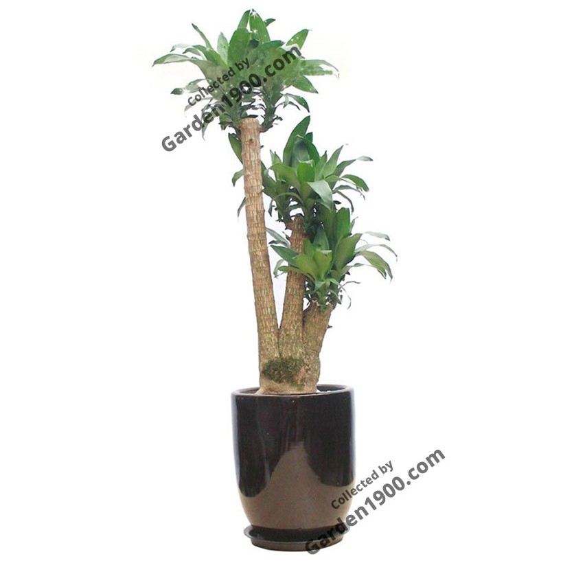 Cây thiết mộc lan thân gỗ liền khúc size to - Garden1900