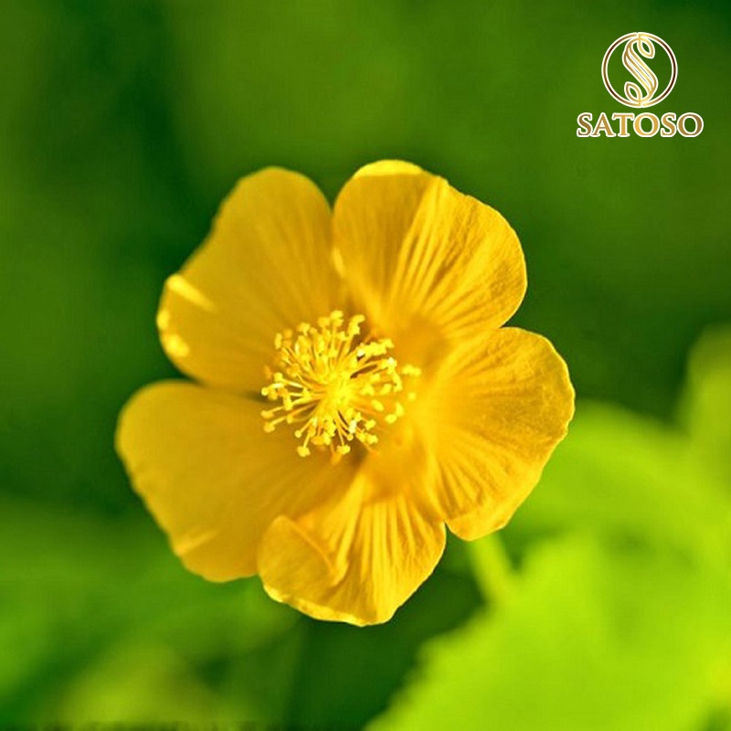 Cây cối xay khô SATOSO 1kg thượng hạng hỗ trợ tốt cho sức khỏe SA45