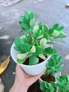 Chậu Ngọc Bích