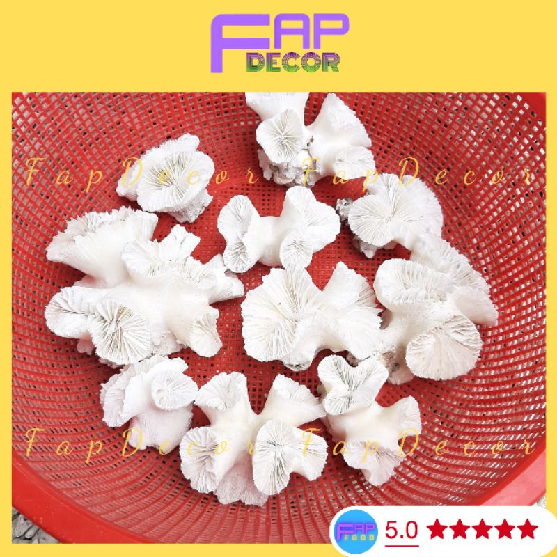 Chùm Bông Rạn San Hô Trắng Thiên Nhiên Trang Trí Thủy Sinh, Decor Bể Cá, Làm Quà Tặng, Trang Trí Kệ Tủ - FapFood