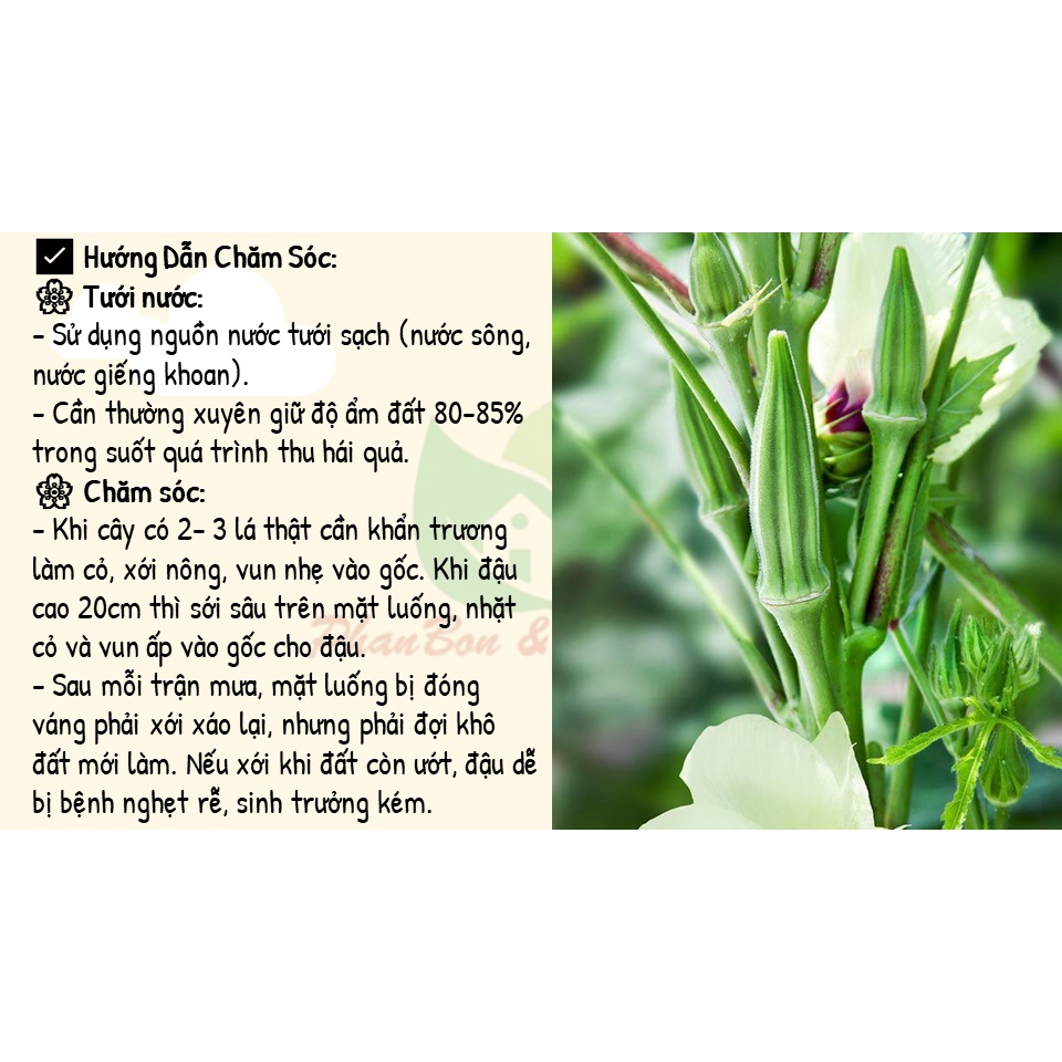 Hạt Giống Đậu Bắp 5 Cạnh , Đậu Bắp PN816 - Phú Nông Seeds - Gói 10g