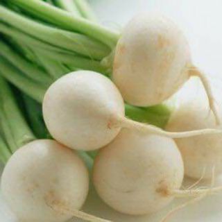 Củ cải chery trắng .giongcaynhap