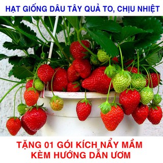 100 Hạt giống Dâu tây đỏ Quả to, Chịu nhiệt