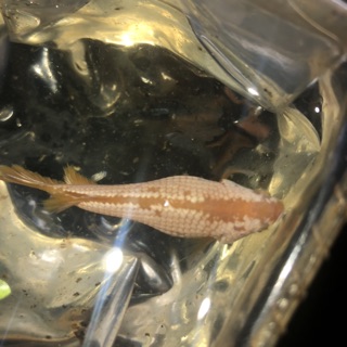 BETTA RỒNG VÀNG ( mái )
