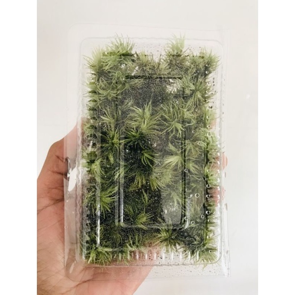 Rêu Giganteum hộp 10x15cm