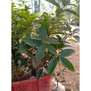 CÂY GIỐNG MỘC HƯƠNG