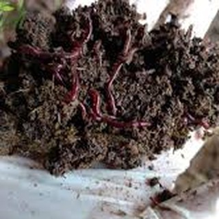 PHÂN TRÙN QUẾ GÓI 2KG