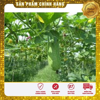 Hạt Giống Bí Đao Chanh - 0,5gr