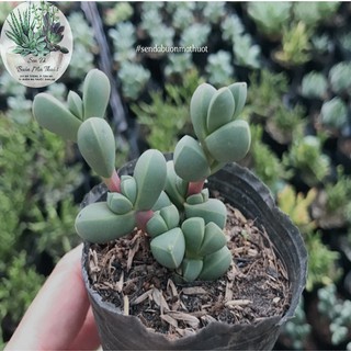 SEN ĐÁ LÁ TIM 🧚[SIÊU ĐẸP]🧚 - SEN ĐÁ BUÔN MA THUỘT