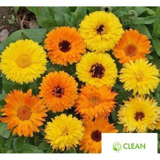 Hạt Giống Hoa Cúc Susi Vàng Cam (30-50 Hạt)