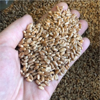 1KG - HẠT GIỐNG CỎ LÚA MÌ( LÚA MẠCH) - CỎ MÈO