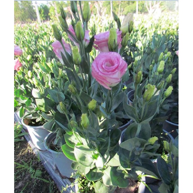 Hạt giống hoa cát tường nhiều màu KNS3622 - Gói 10 hạt