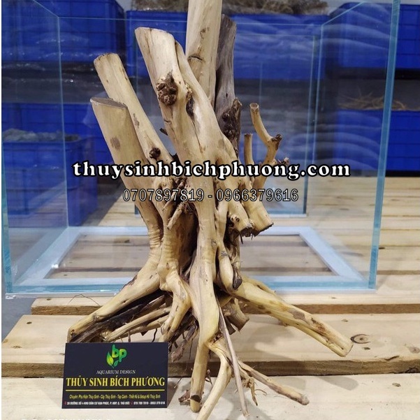 LŨA HẢI SƠN QUỲ NHẤT TRỤ HỒ THUỶ SINH - SẢN PHẨM BÁN THEO GỐC NHƯ HÌNH