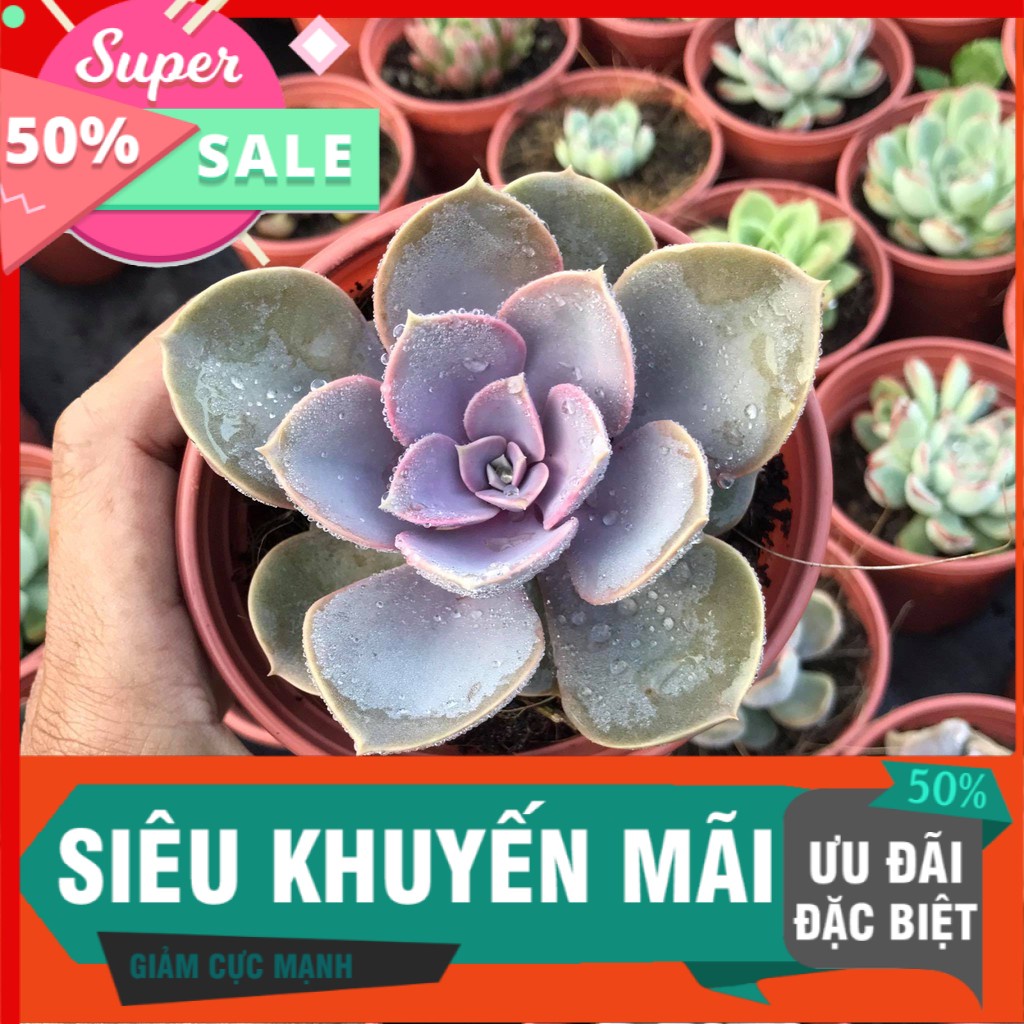 Sen đá hồng dâu size trung