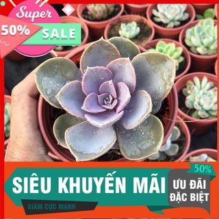 Sen đá hồng dâu size trung